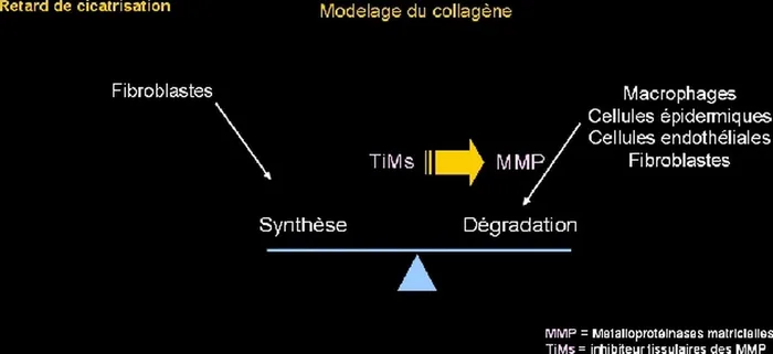 Cicatrisation pathologique — figure 6