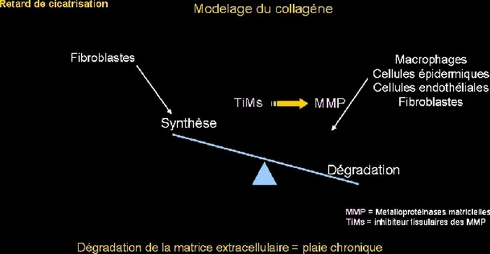 Cicatrisation pathologique — figure 7