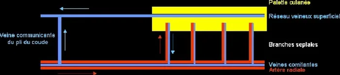 Réseaux veineux comitant et superficiel le long de l'artère radiale