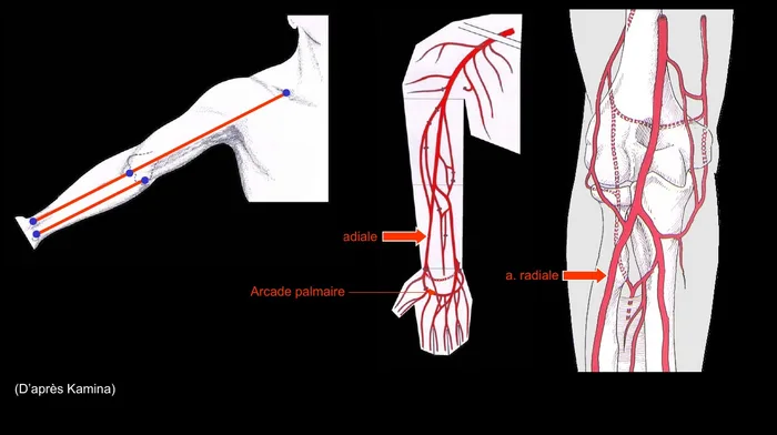 Trajet de l'artère radiale et arcade palmaire