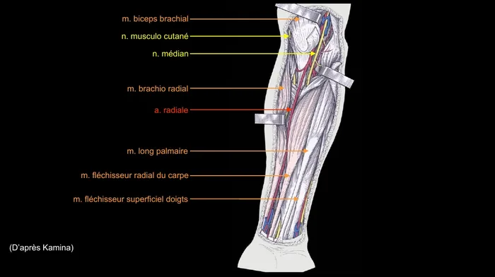 Dissection anatomique de l'avant-bras avec nerfs et artère radiale légendés
