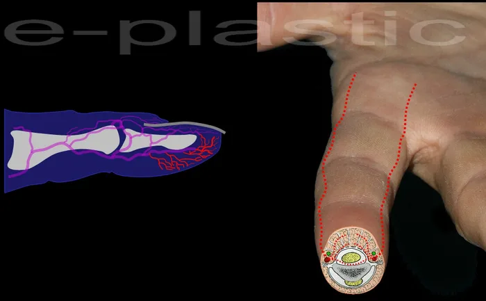 Vascularisation sous-cutanée pulpaire des lambeaux de Kutler