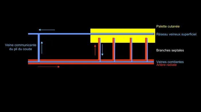 Schéma de vascularisation du lambeau antébrachial radial