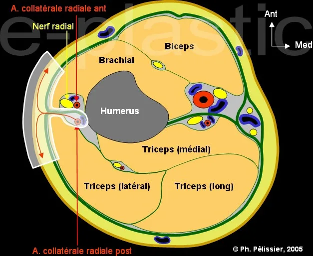 Coupe schématique du bras au niveau des loges musculaires