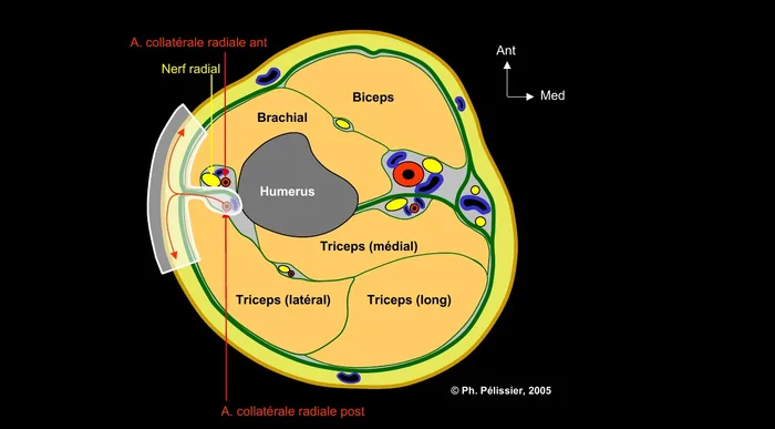 Coupe schématique du bras au niveau des loges musculaires