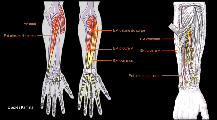 Loges musculaires de la face postérieure de l'avant-bras (d'après Kamina)