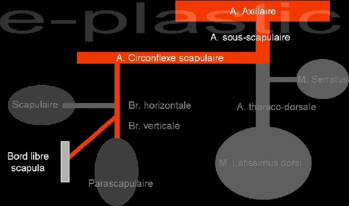 Lambeau de crête de scapula — figure 3