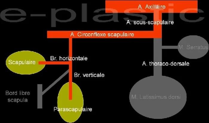 Lambeau parascapulaire — figure 3