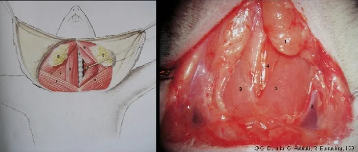 Micro-anastomoses vasculaires — figure 1