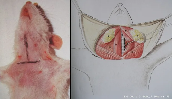 Micro-anastomoses vasculaires — figure 2
