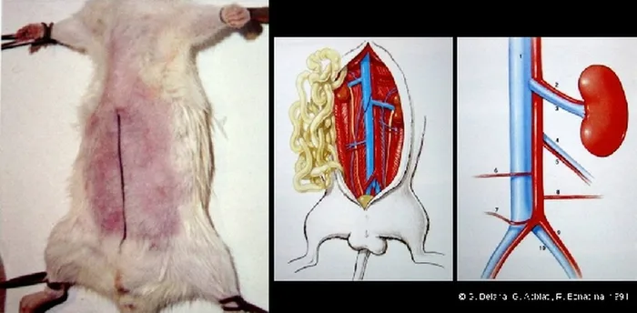 Micro-anastomoses vasculaires — figure 4