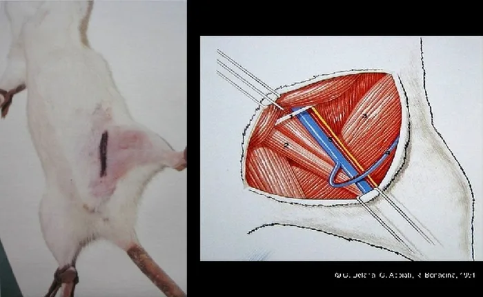 Micro-anastomoses vasculaires — figure 7